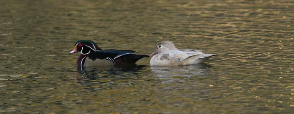 Patos Madeira Machos Fêmeas Leucistas Aix Sponsa Flutuando Lagoa — Fotografia de Stock