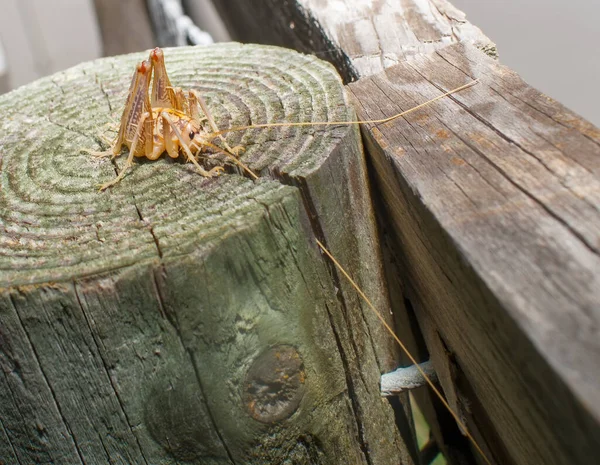 Camel Gopher Crickets Ceuthophilus Latibuli Walkeri São Grandes Grilos Castanhos — Fotografia de Stock