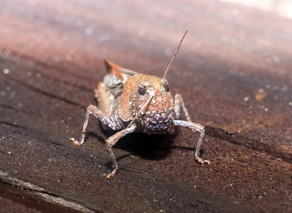Chortophaga Viridifasciata Australior Grasshopper Listras Verdes Sul Brown Forma Prancha — Fotografia de Stock
