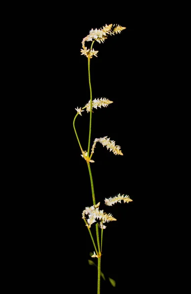 Полный Вид Белых Цветков Растения Дикой Конопли Froelichia Florifa Распространенный — стоковое фото