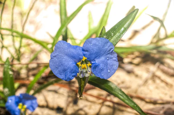 Fiore Blu Fiore Del Giorno Eretto Commelina Erecta Verifica Tutta — Foto Stock