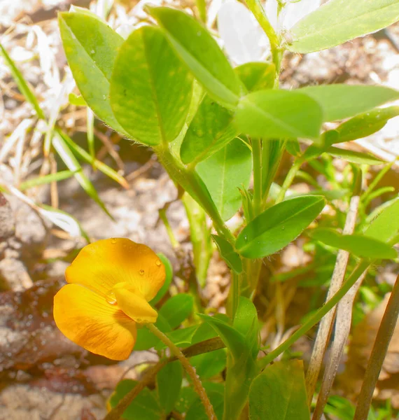 Оранжевый Желтый Дикий Hairipod Cowpea Vigna Luteola Bloom Leaves Ground — стоковое фото