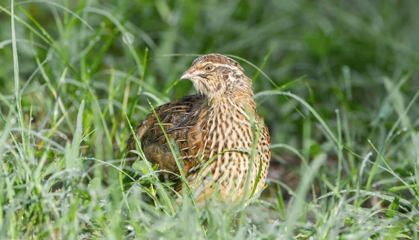 Caille Commune Sauvage Coturnix Coturnix Est Une Espèce Gibier Plumes — Photo