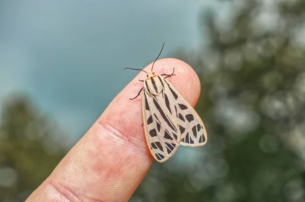 Grammia Arge Σκώρος Τίγρης Είναι Σκώρος Της Οικογένειας Erebidae Moth — Φωτογραφία Αρχείου