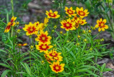 UpTick Gold ve Bronz karışımı Coreopsis