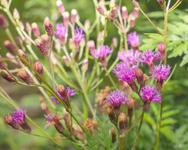 Florida yerlisi demir yosunu (Vernonia Gigantea), uzun ömürlü ve 3 ila 3 feet uzunluğunda bir uzun ömürlüdür. Asteraceae (ayçiçeği) familyasının bu üyesi Amerika Birleşik Devletleri 'nin doğusunda bulunur.