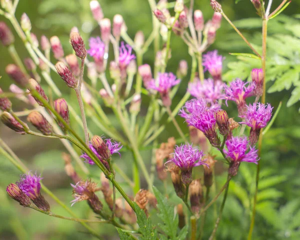 Florida yerlisi demir yosunu (Vernonia Gigantea), uzun ömürlü ve 3 ila 3 feet uzunluğunda bir uzun ömürlüdür. Asteraceae (ayçiçeği) familyasının bu üyesi Amerika Birleşik Devletleri 'nin doğusunda bulunur.