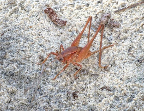 Fêmea Selvagem Palmetto Conehead Katydid Belocephalus Sabalis Areia Açúcar Molhado — Fotografia de Stock