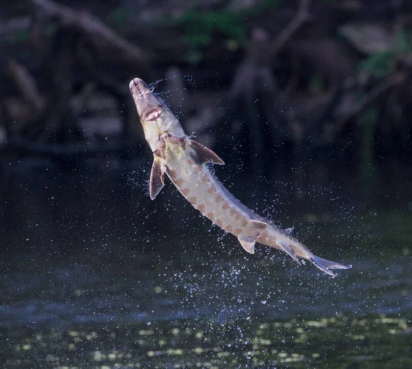 Подвійне Обрізане Коричневе Вушне Гніздо Falacrocorax Дорослим Харчуванням Немовлят Які — стокове фото