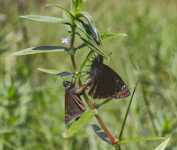 Paarungszeit Der Horaz Schmetterlinge Erynnis Horatius — Stockfoto