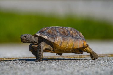 Vahşi yetişkin Florida sincap kaplumbağası - Gopherus polyphemus - sarı otoyol çizgisini geçiyor