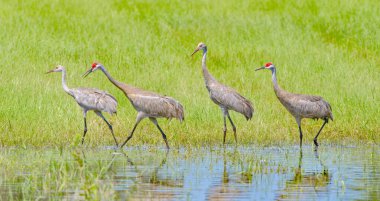 2 adult and 2 juvenile family of wild Sandhill cranes - Grus canadensis - walking in shallow water clipart