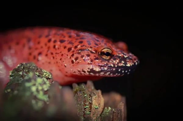 Salamandra Czerwona Czarnobrzucha — Zdjęcie stockowe