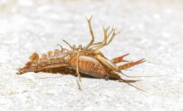 Wild alive crayfish flipped on back