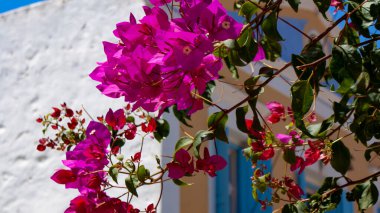 Yunanistan, güzel Symi adası. Bir yaz gününde Bougainvillea çiçekleri. Bulanık, bokeh, kopya alanı olan arkaplan.