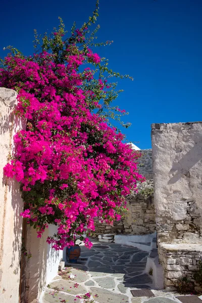 Wyspa Sikinos Grecja Bougainvillea Kwitną Wąskiej Uliczce Starym Mieście Typowa — Zdjęcie stockowe