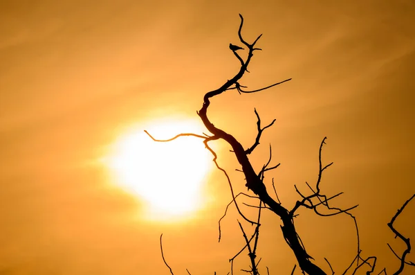 Silhueta de pássaros na árvore morta com o nascer do sol — Fotografia de Stock