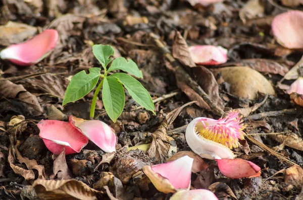 genç bitki büyüme top Top tree yakınındaki