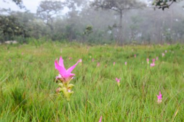 Siam Tulip çiçek açan, Sai tanga Milli Parkı, Chaiyaphum