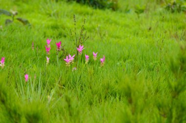 Siam Tulip çiçek açan, Sai tanga Milli Parkı, Chaiyaphum