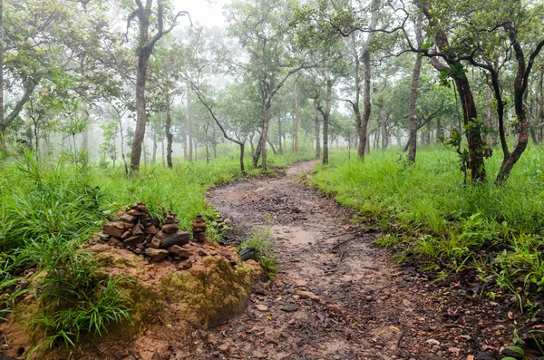 Kondisi kabut pagi di hutan, Taman Nasional — Stok Foto