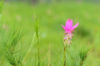 Siam Tulip çiçek açan, Sai tanga Milli Parkı, Chaiyaphum