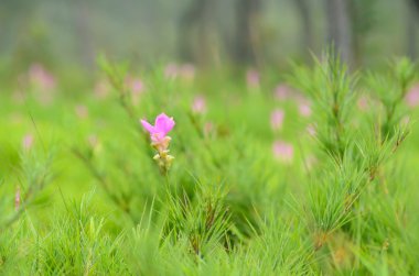 Siam Tulip çiçek açan, Sai tanga Milli Parkı, Chaiyaphum