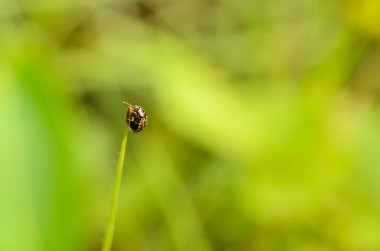 Çimlerin üstüne tünemiş uğur böceği