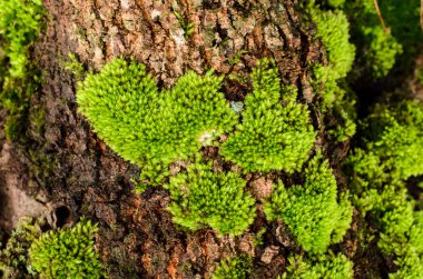 Ağaçta büyüyen yeşil yosun