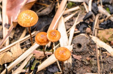 Doğada meydana gelen mantar