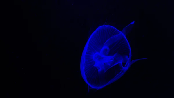 Medusas en en en Siam Ocean World — Foto de Stock