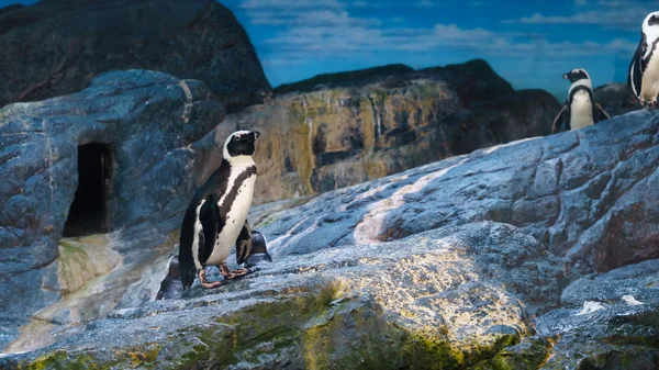 Siam okyanus dünya gösterisinde penguen