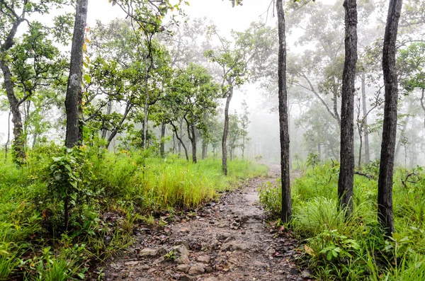 Kondisi kabut pagi di hutan, Taman Nasional — Stok Foto