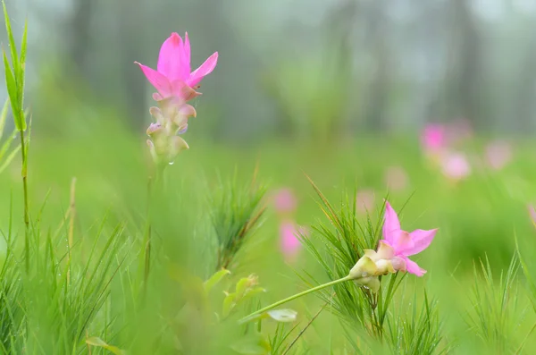 Siam Tulip çiçek açan, Sai tanga Milli Parkı, Chaiyaphum
