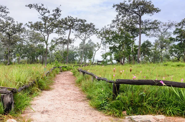 yolu lale alanları keşfetmek
