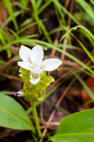 Siam Tulip çiçek açan, Sai tanga Milli Parkı, Chaiyaphum