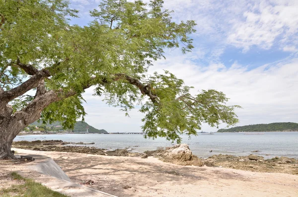 Ağaç büyümek plaj 