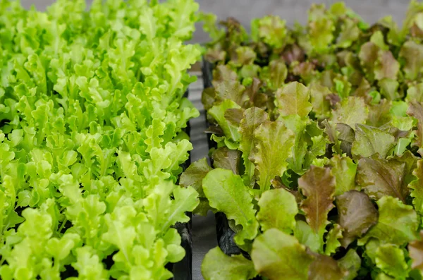 yeşil meşe ve kırmızı meşe hazır gitmek için araziler dikti