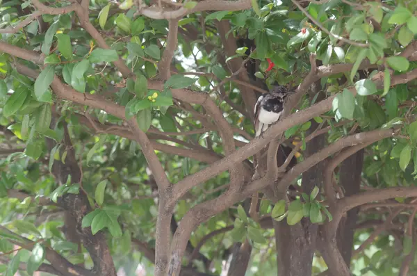 Magpie empoleirado em um ramo — Fotografia de Stock