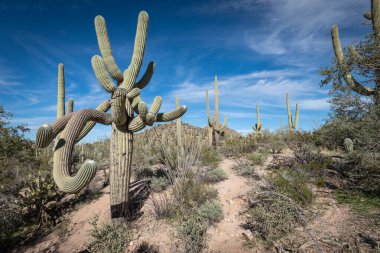 Çölde yaşlı Saguaro kaktüsü