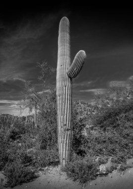Çölde yaşlı Saguaro kaktüsü