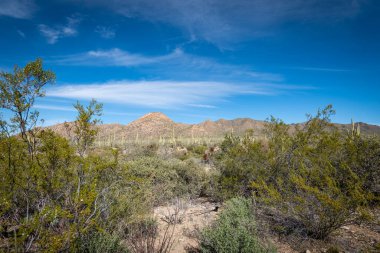 Çölün tarifsiz güzelliği.