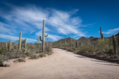 Saguaro Çölü 'nün güzel manzarası