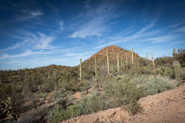 Saguaro Çölü 'nün güzel manzarası