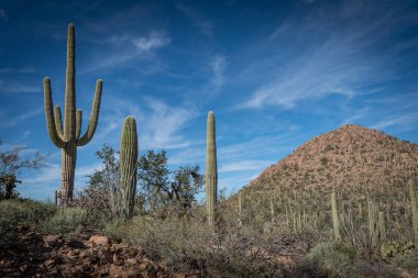 Saguaro Çölü 'nün güzel manzarası