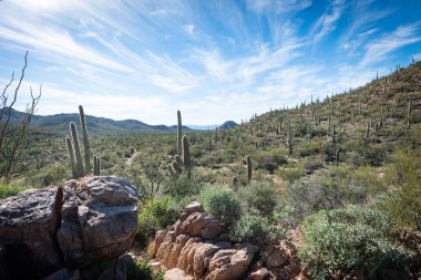 Saguaro Çölü 'nün güzel manzarası