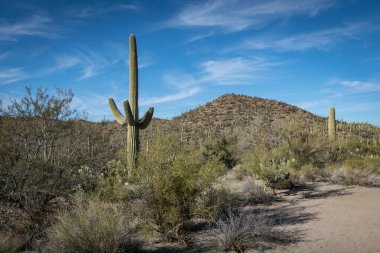 Saguaro Çölü 'nün güzel manzarası