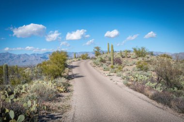 Saguaro Çölü 'nün güzel manzarası
