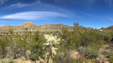 Saguaro Çölü 'nün güzel manzarası