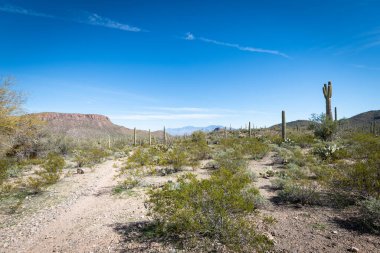 Çölün tarifsiz güzelliği.
